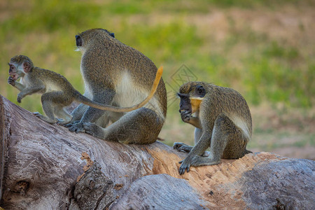 冈比亚猴子比吉洛公园冈比亚图片