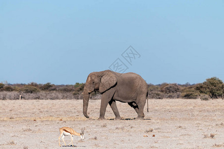 一头大雄非洲象LoxodontaAfricana走在埃托沙背景图片