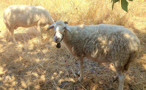 两只白羊在草地上吃草图片
