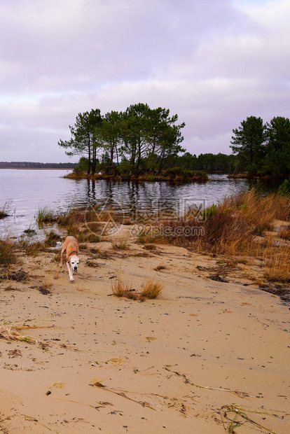 拉卡瑙湖沙滩与单身狗图片