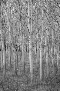 科沃兹杨树自然公园高清图片
