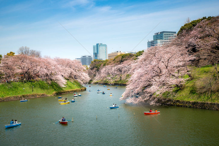 以日本东京人桨皮划艇为背景的大型樱花树景观摄于日本东京千鸟渊景观和自然旅行图片