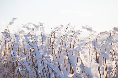 冬季仙境冻花背景图片