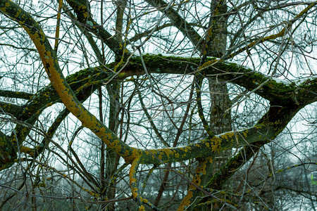 夏季森林中悬挂的树影夏天蔓延的树枝蔓延的树枝图片