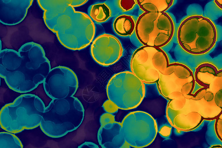 细菌胞的形状共角bacilli图片