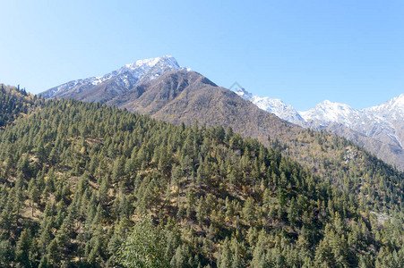 喜马拉雅山坡上的松林丛高山人工林植物环境车前草树冠环境保护图片