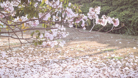 一朵粉红色的花朵枯萎的花瓣躺在地上图片