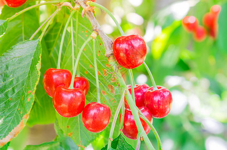 一串红色和甜熟的樱桃挂在散景背的树枝上美国华盛顿亚基马谷一棵硕果累的树上光滑的有机图片