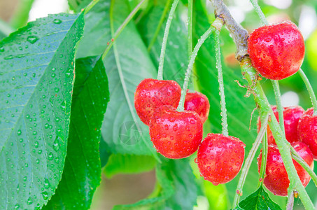 美国华盛顿亚基马谷果园树枝上挂着水滴的红樱桃果簇上的浅自由度丰硕的树背景图片