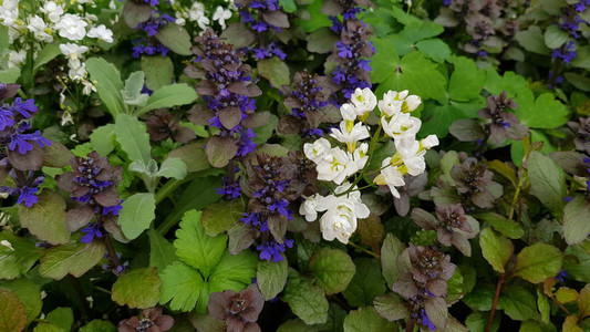白花和蓝色花朵在花棚绿叶中盛开的香图片