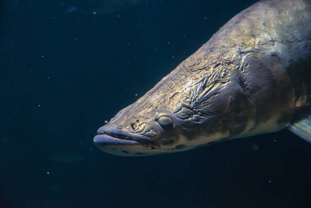 加拿大温哥华水族馆BC图片