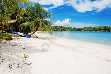 夏天的沙滩和海上的椰子树图片