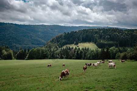 在瑞士伯尔尼州山区乳酪奶广告上牛群在高山图片
