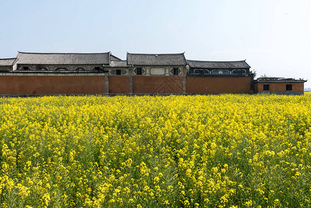 油菜花田云南图片