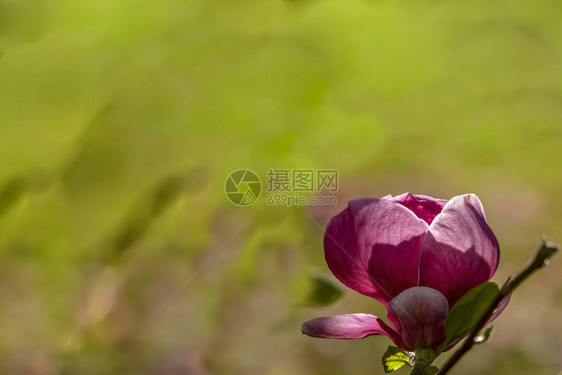 美丽的粉红色春天玉兰花图片