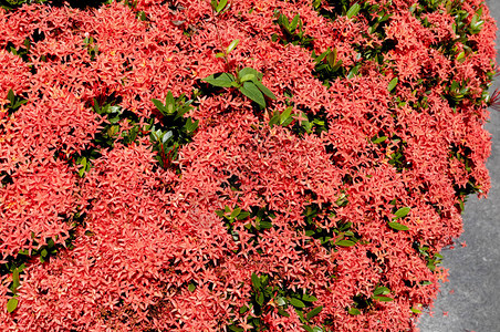 美丽的红色BungaSoka或Asoka或国王Ixora花chinensis红穗花图片