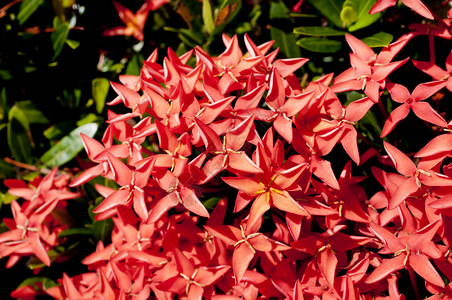 美丽的红色BungaSoka或Asoka或国王Ixora花chinensis红穗花图片