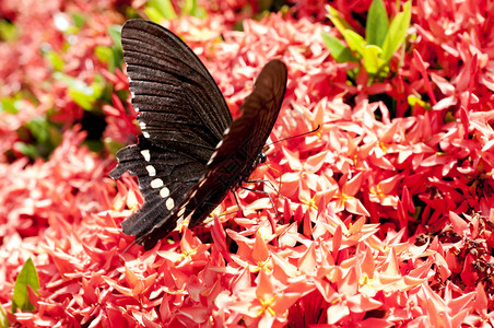 花和蝴蝶美丽的红色BungaSoka或Asoka或国王Ixora花chinensis红穗花图片