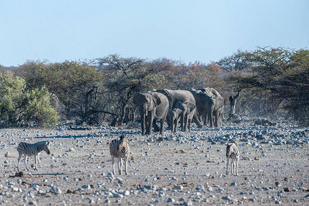 一大群非洲大象非洲Loxodonta图片