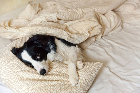 可爱的微笑小狗边境牧羊犬的肖像躺在床上的枕头毯子上不要打扰我让睡觉小狗在家里躺着睡觉宠物护理和有趣的宠物图片
