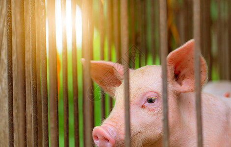 农场里的小猪粉红色的小猪非洲猪瘟和猪流感的概念畜牧业猪肉行业健康可爱的猪在摊位或谷仓哺图片