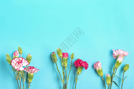 蓝色彩背景上不同粉色康乃馨花束顶视图平躺假日卡3月8日图片