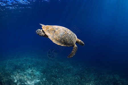 绿海龟在深海游泳特写图片