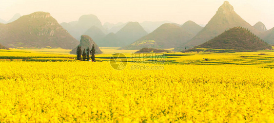 日出时山谷里盛开的黄色芥菜花图片