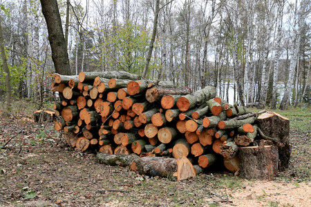 在森林中储存木柴材图片
