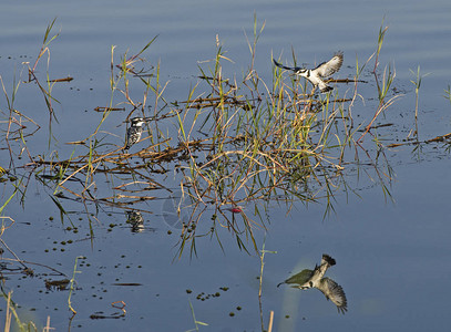 在河岸沼泽地的草原上鱼海王大鸟cerylerudi图片