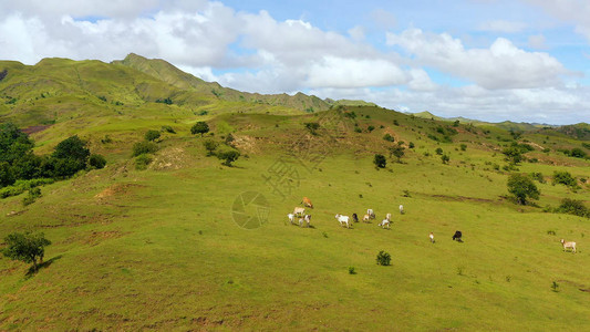 奶牛在高山草甸吃草图片