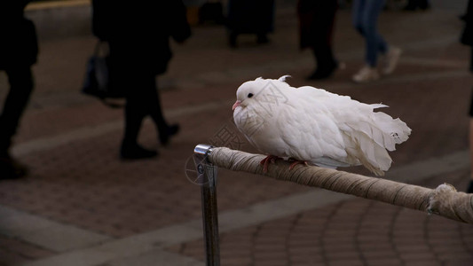 关闭坐在城市街道的栖息处的白色国内鸽子美丽的瞌睡鸽和图片