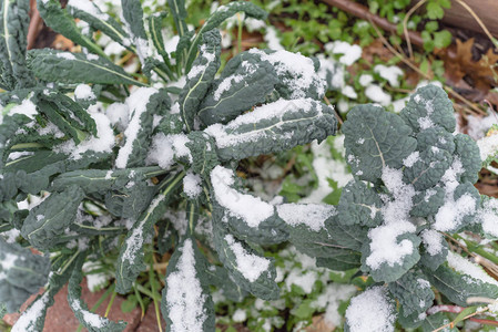 顶视图凸起的床与灌溉系统和大型恐龙羽衣甘蓝在雪中生长有机拉西纳托羽衣甘蓝或托斯卡纳意大利羽衣甘蓝深绿色多叶冷背景图片