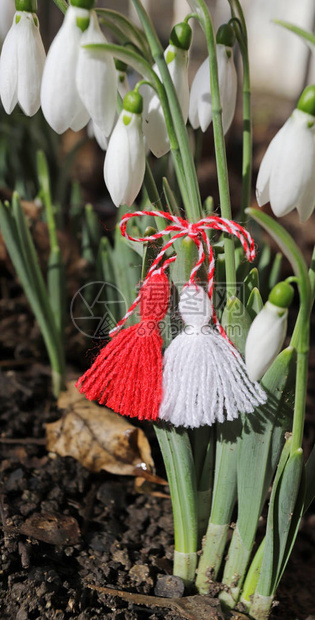 雪花莲和martenitsa春天的象征白色的雪花莲和martisor巴玛尔塔假期保加利亚的传统巴玛尔塔日春天的花朵和marten图片