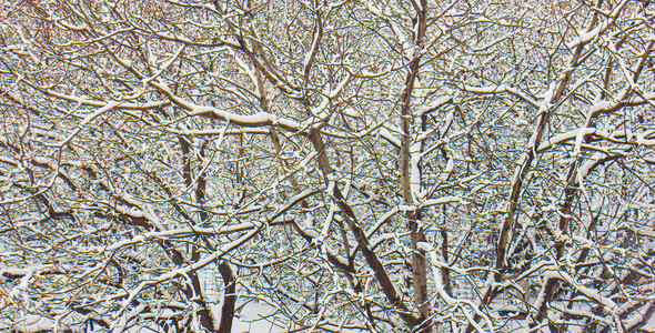 雪坐在树枝上图片