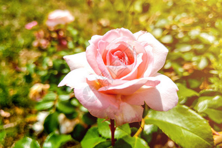 花园里美丽的玫瑰花束图片