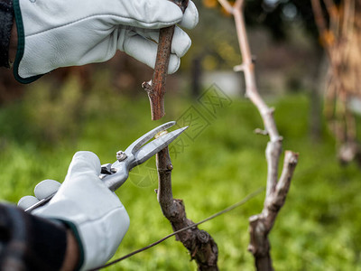 戴防护手套的Winegrower图片