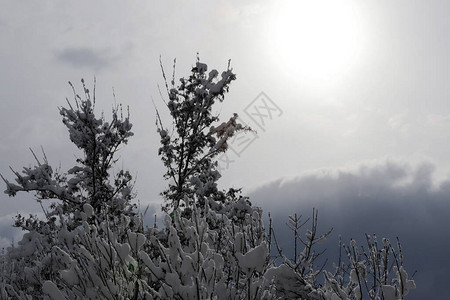 树枝上覆着雪严冬图片