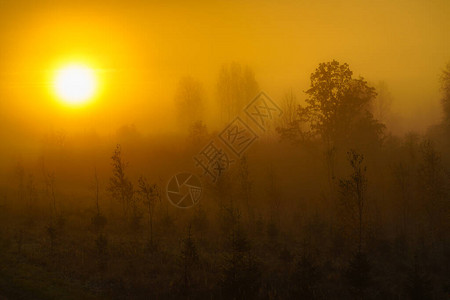 雾黄色秋天对森林的迷雾景色小圣图片
