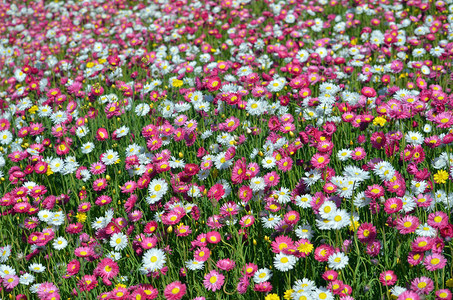 粉红色白和黄色的澳大利亚永恒雏菊草甸图片