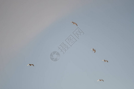 在蓝天背景的白色海鸥海岸上的鸟晴空万里图片