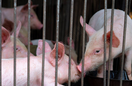 农场里的小猪粉红色的小猪非洲猪瘟和猪流感的概念畜牧业猪肉行业健康可爱的猪在摊位或谷仓哺图片