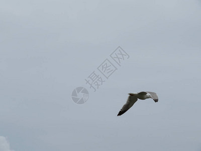 美丽的大海鸥美丽貌和漂亮的彩图片