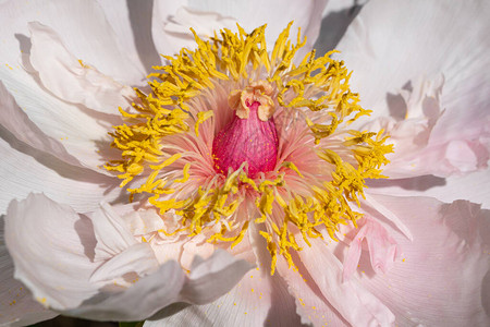 牡丹Paeonialactiflora图片