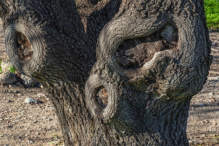 树皮变形的老树的干树木病害图片