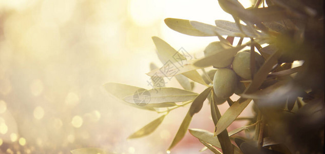 橄榄果实在树枝上的特写橄榄园和阳光背景设计地中海背景图片