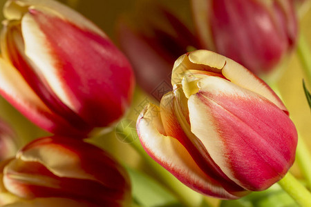 详细的红色和黄色郁金香花瓣或复活节郁金香花卉背景黄色背景上的春图片