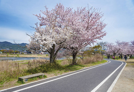 日本京都亚林山的樱花大路经久不背景图片