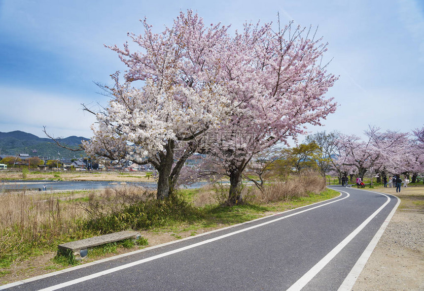 日本京都亚林山的樱花大路经久不图片