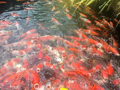 锦鲤鱼在水族馆游泳花式鲤鱼图片